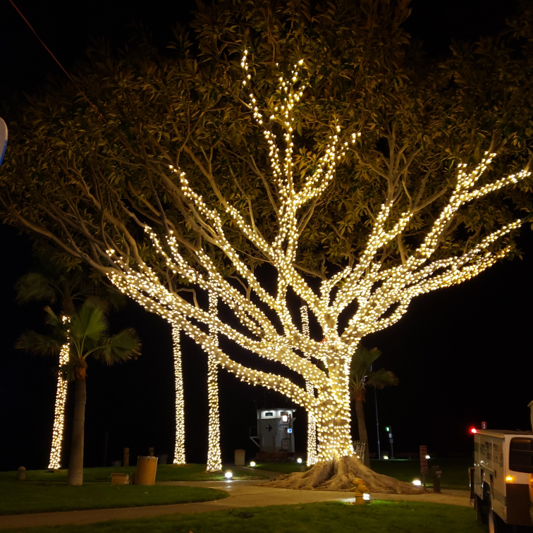 Laguna-Beach-Christmas-LightsTree
